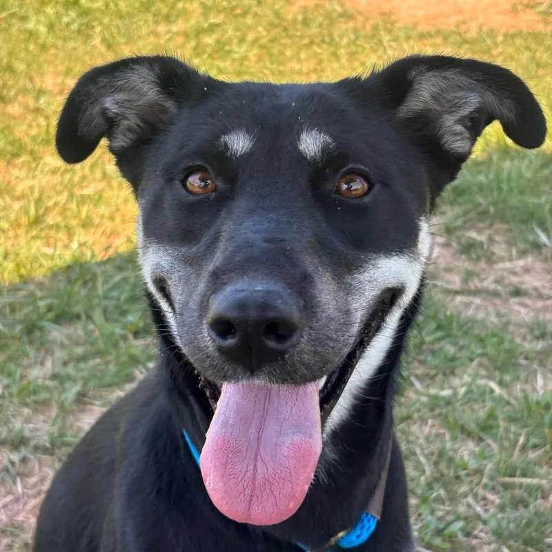 An adult medium-sized female Black Mixed Breed dog named Tropicana for adoption in York, PA