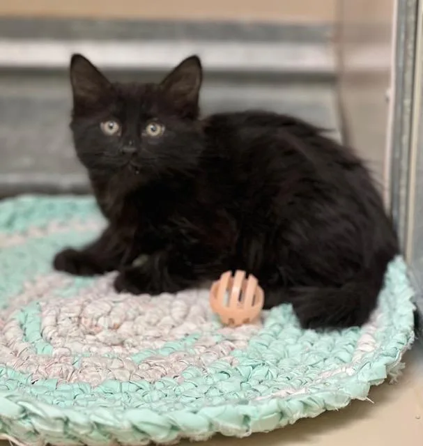 A baby medium-sized male Black Domestic Short Hair cat named 61700676 for adoption in Elko, NV