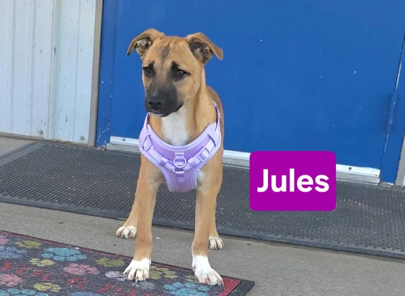 A baby medium-sized female White / Cream Black Mouth Cur dog named Jules for adoption in Clinton, MO