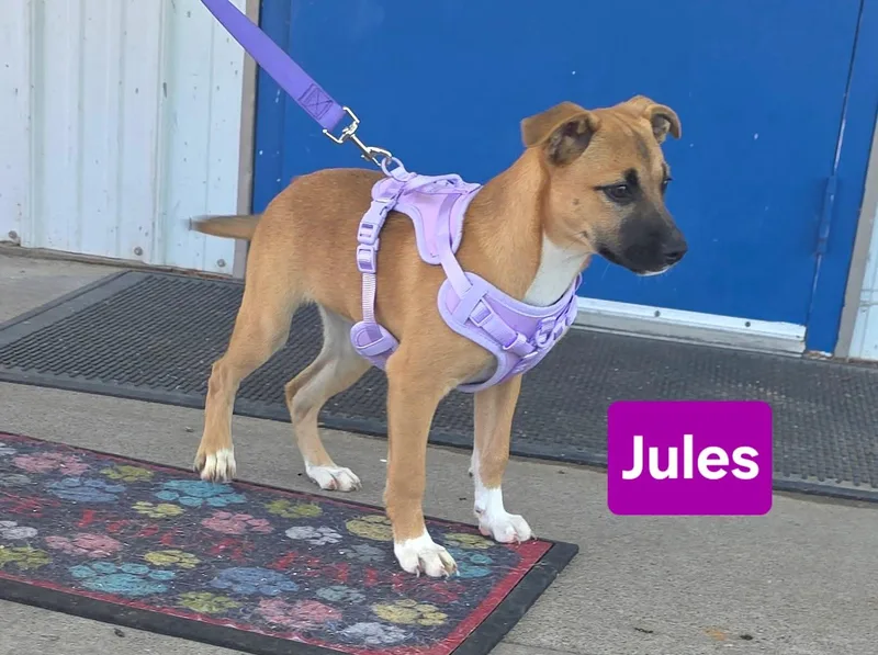 Jules thumbnail 2