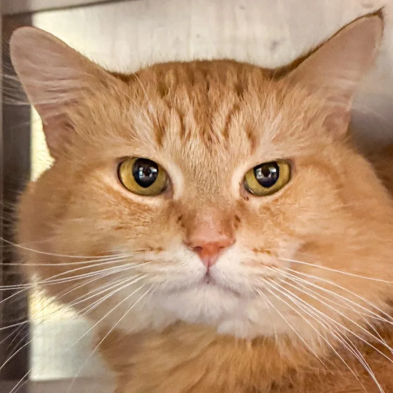 An adult medium-sized male Orange / Red Domestic Medium Hair cat named Terri for adoption in Kennebunk, ME