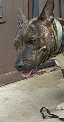 A young medium-sized female Pit Bull Terrier dog named Big Bon for adoption in Dallas, TX