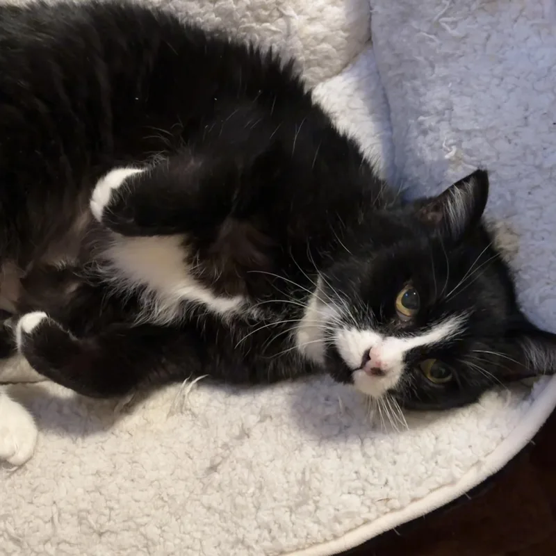 A senior medium-sized female Domestic Short Hair cat named Delta for adoption in Denver, CO