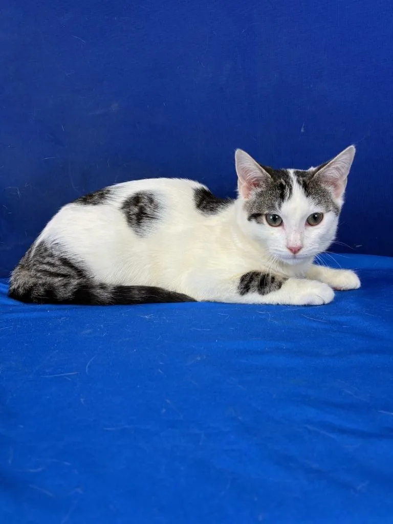 A baby medium-sized male American Shorthair cat named Clickbait for adoption in Ruston, LA