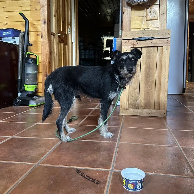 A young small-sized male Black Terrier dog named George for adoption in Austin, TX