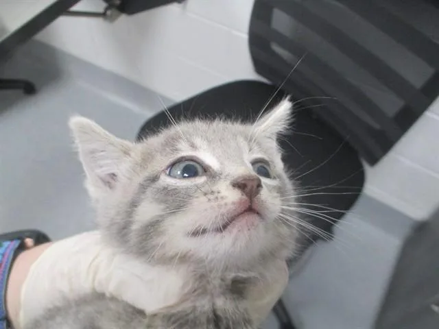 A baby small-sized female Domestic Short Hair cat named A for adoption in Ocala, FL