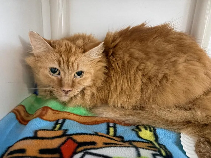 A senior medium-sized female Domestic Long Hair cat named Tigger for adoption in Huntington, IN