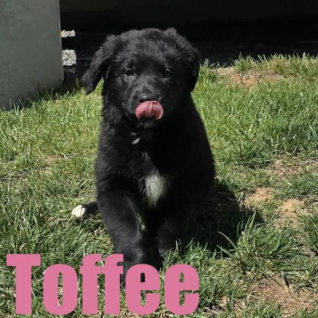 A baby large-sized female Terrier dog named Toffee for adoption in Ellicott City, MD