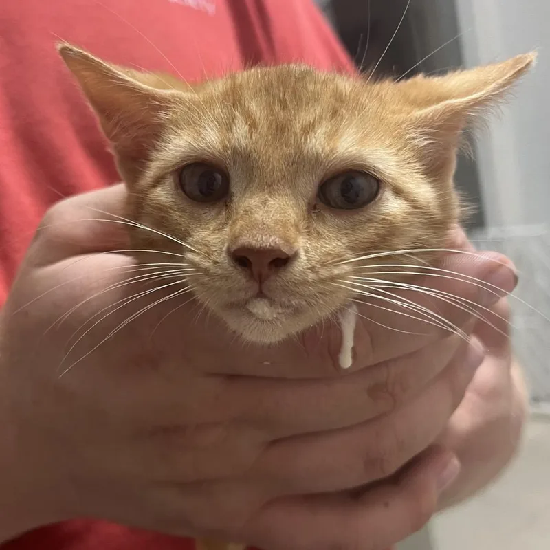 A baby small-sized male Orange / Red Domestic Short Hair cat named Nibblekins for adoption in Birmingham, AL
