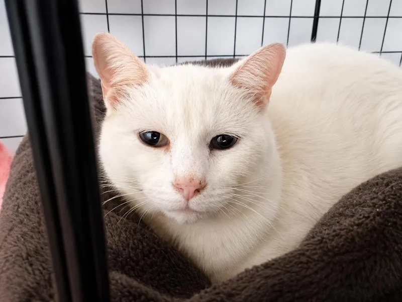 A senior large-sized female White Domestic Short Hair cat named Daisy for adoption in Orleans, VT