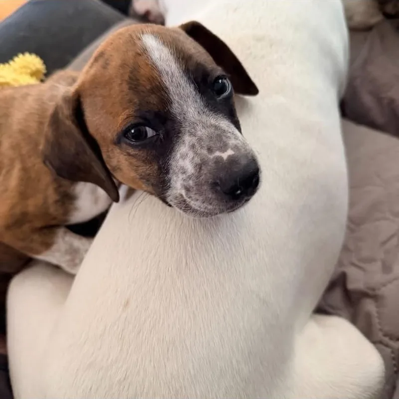 A baby medium-sized male Jack Russell Terrier dog named Fettuccine for adoption in Philadelphia, PA