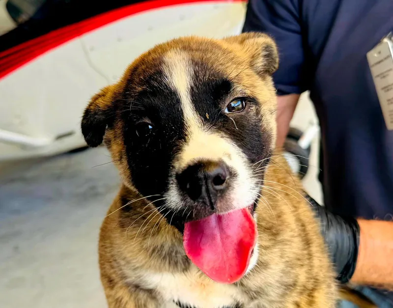 A baby medium-sized male Hound dog named Jack for adoption in Royal Palm Beach, FL