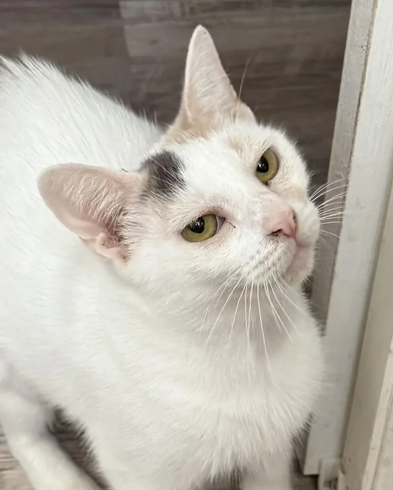 Mimi Mimi thumbnail 3