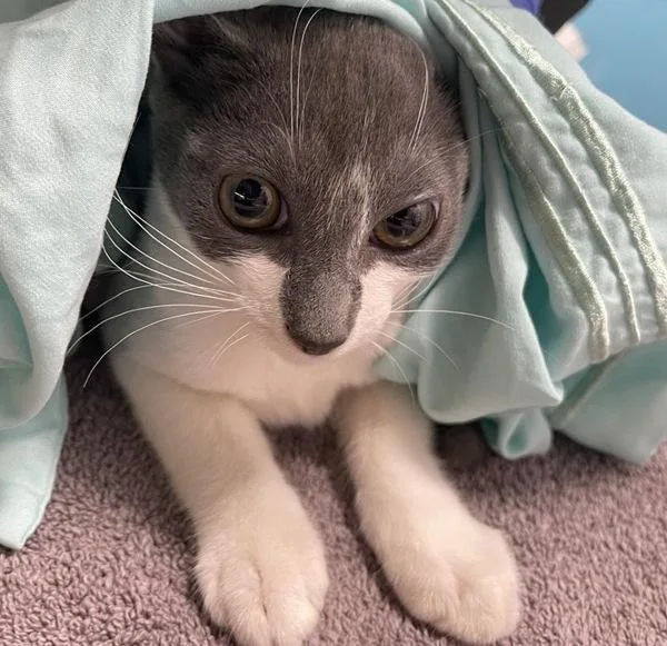 A baby small-sized female Domestic Short Hair cat named Yosemite for adoption in Escondido, CA