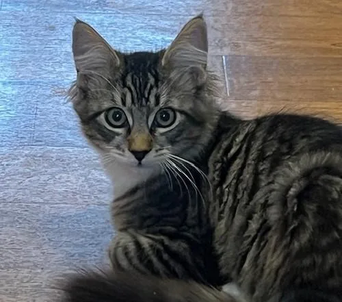 A baby large-sized male Buff / Tan / Fawn Tabby cat named My Bon Jovi wvideo for adoption in Eagle Point, OR
