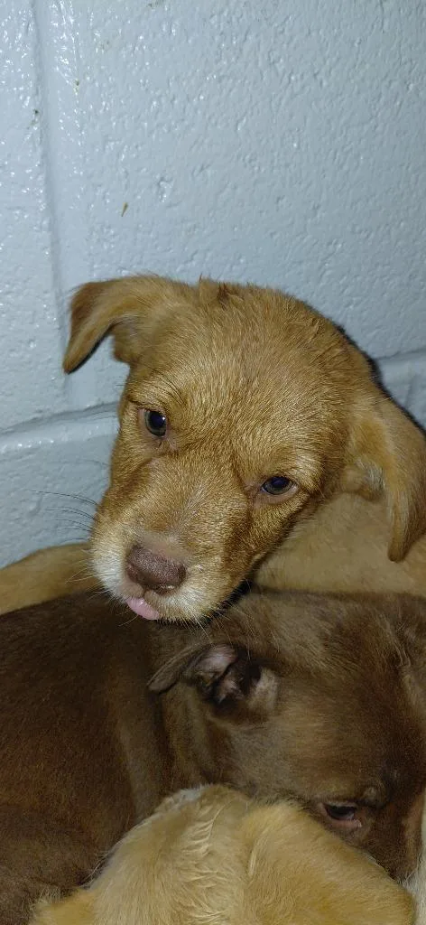 A baby small-sized male Mixed Breed dog named Bolero for adoption in Henderson, NC