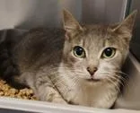 A young medium-sized female White Domestic Short Hair cat named Dandelion for adoption in Newland, NC