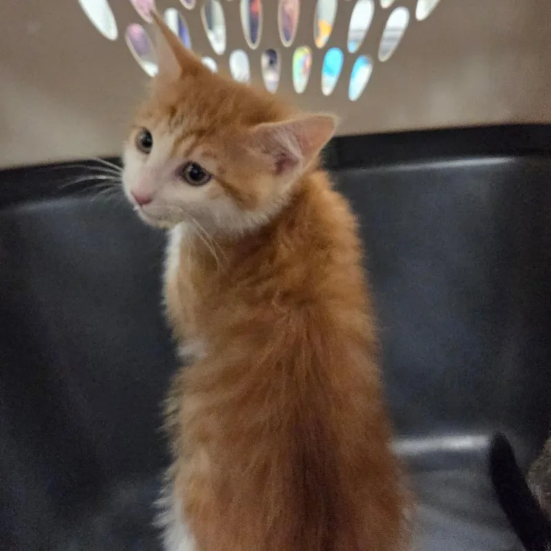 A baby small-sized male Orange / Red Domestic Short Hair cat named Lumen for adoption in Chattanooga, TN