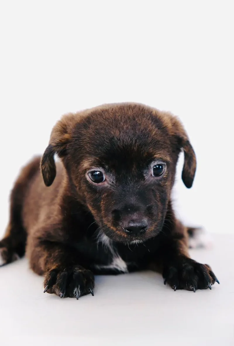 A baby medium-sized female Australian Cattle Dog / Blue Heeler dog named Kiwi for adoption in San Diego, CA