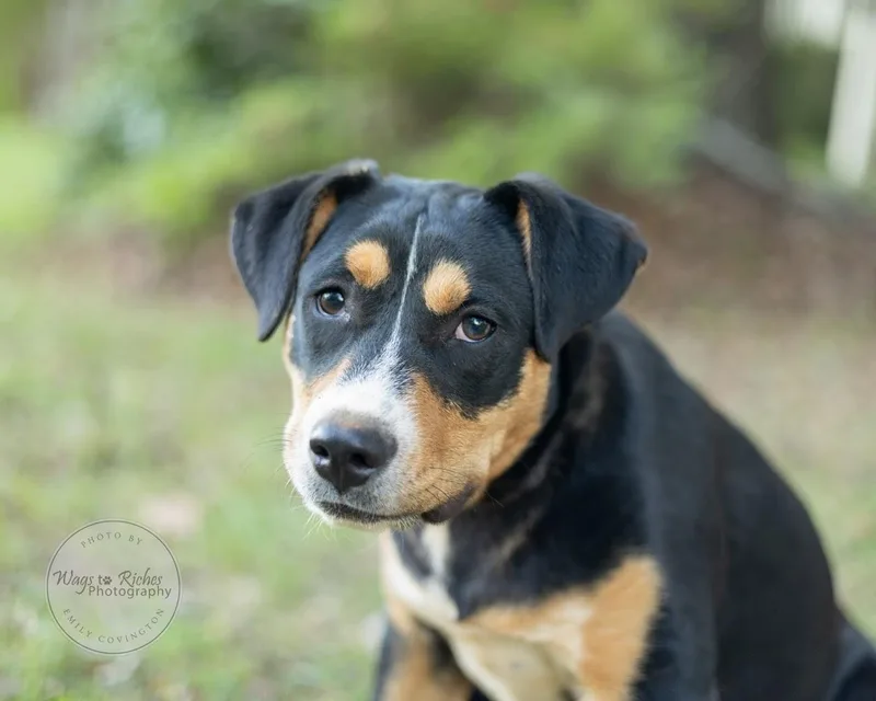 A baby medium-sized male Tricolor (Brown, Black, & White) Labrador Retriever dog named Tucker for adoption in Tuscaloosa, AL