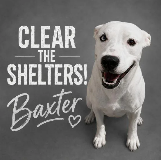 A young large-sized male Pit Bull Terrier dog named Baxter for adoption in Wylie, TX