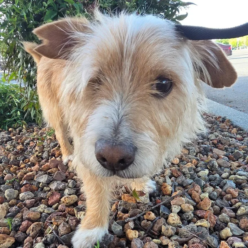 An adult medium-sized male Terrier dog named Gravy for adoption in Chico, CA