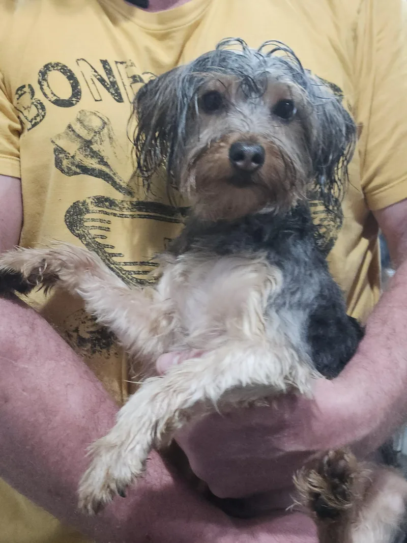 Brutus
