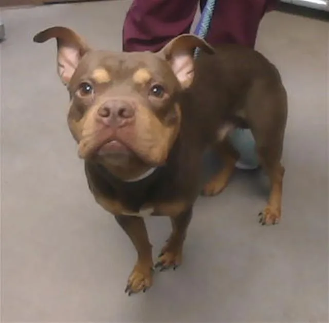 An adult large-sized male Pit Bull Terrier dog named Doogie for adoption in Phoenix, AZ