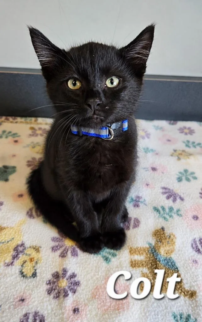 A baby small-sized male Domestic Short Hair cat named Colt for adoption in Sidney, OH
