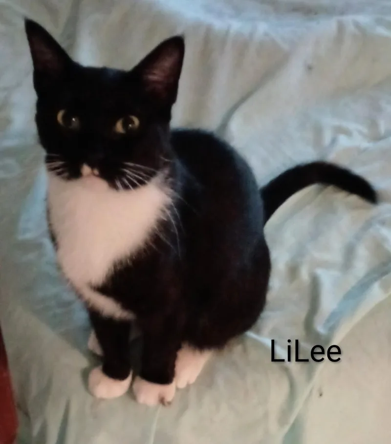 An adult medium-sized female Black & White / Tuxedo American Shorthair cat named Lilee for adoption in Wilmington, NC