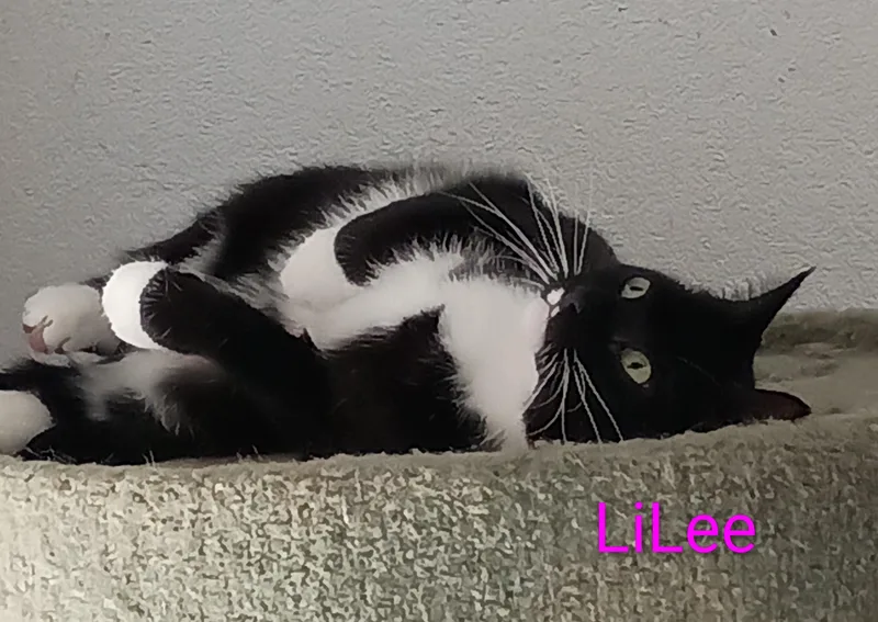 Lilee thumbnail 2