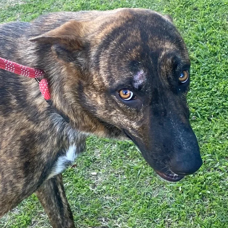 A young medium-sized female Brindle Shepherd dog named Splash for adoption in Alexandria, LA