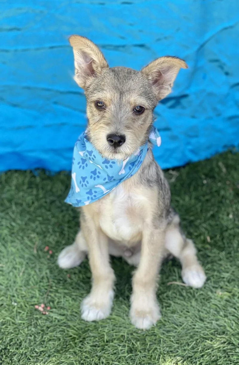 A baby small-sized male Gray / Blue / Silver Terrier dog named Leo for adoption in Rowland Heights, CA