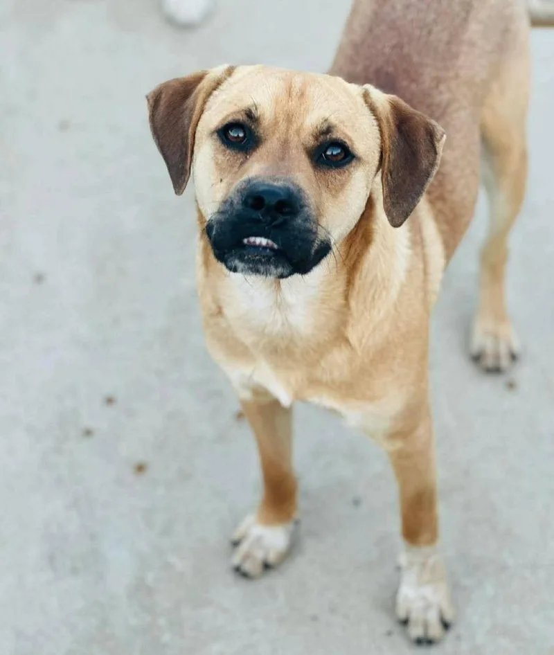 An adult medium-sized male Mixed Breed dog named Max for adoption in Groveland, MA