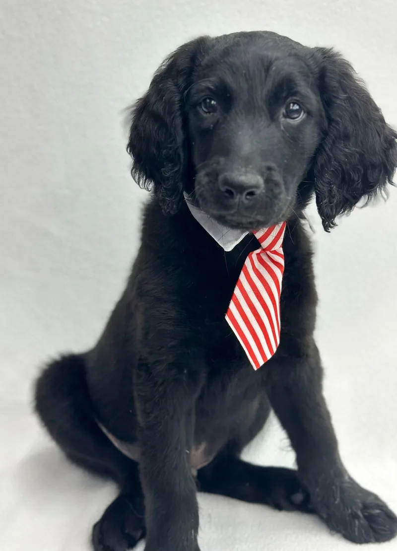 A baby large-sized male Golden Retriever dog named Bevvie: Egg Cream for adoption in Palo Alto, CA