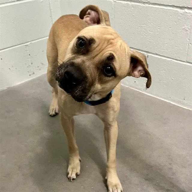 A young medium-sized female Black Mouth Cur dog named Lana for adoption in Tavares, FL