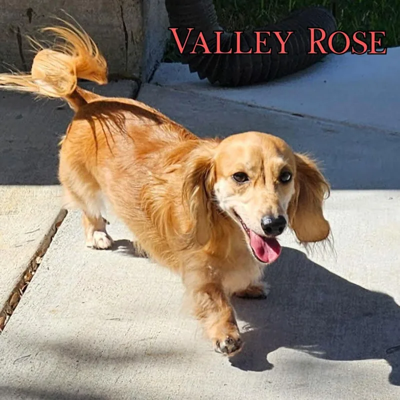 Valley Rose thumbnail 2