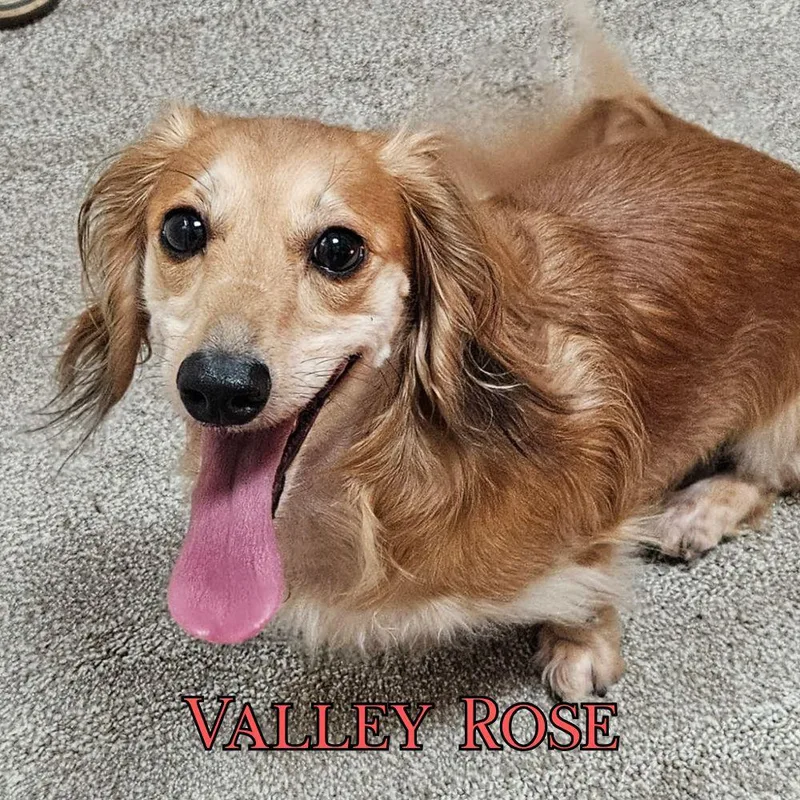 Valley Rose thumbnail 3