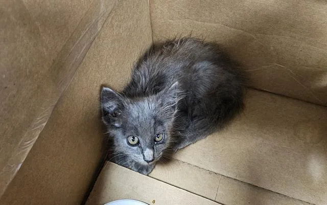 A baby small-sized male Domestic Medium Hair cat named Roman for adoption in Palmetto, FL