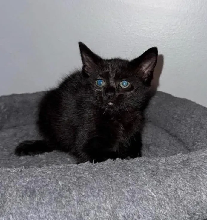 A baby small-sized female Black Domestic Short Hair cat named Evelyn for adoption in Poplar Grove, IL