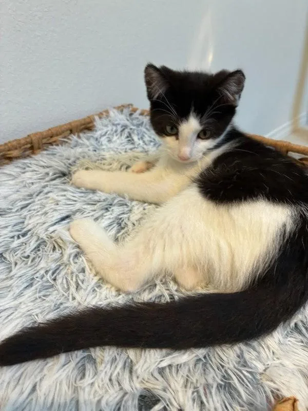 A baby small-sized male Domestic Short Hair cat named Buster for adoption in Bonsall, CA