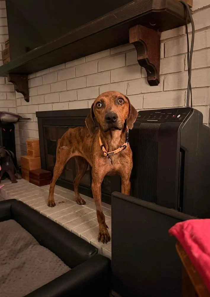 A young medium-sized female Hound dog named Valentina 🩵 for adoption in TULSA, OK
