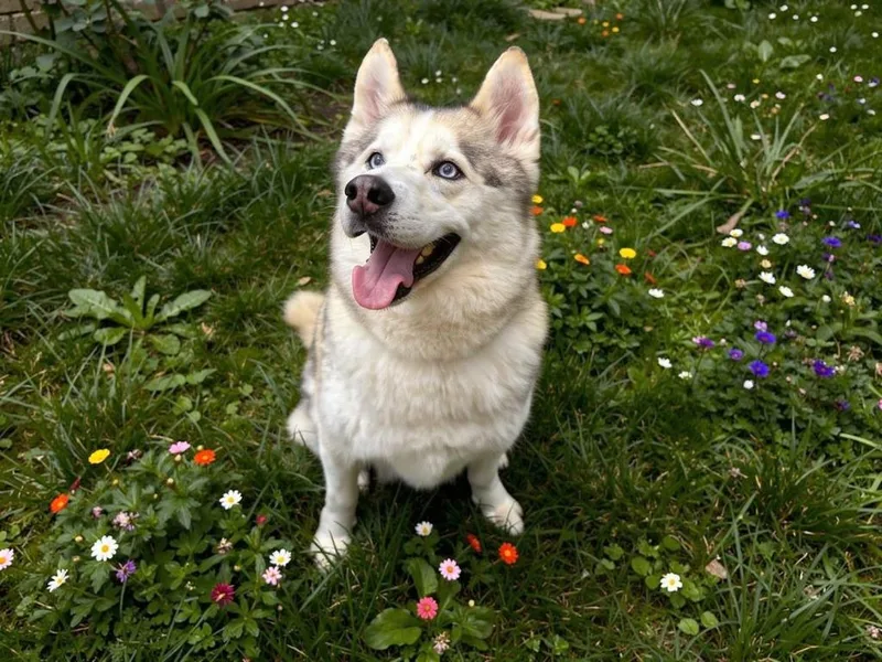 A senior large-sized male Husky dog named Skye for adoption in Sebastian, FL