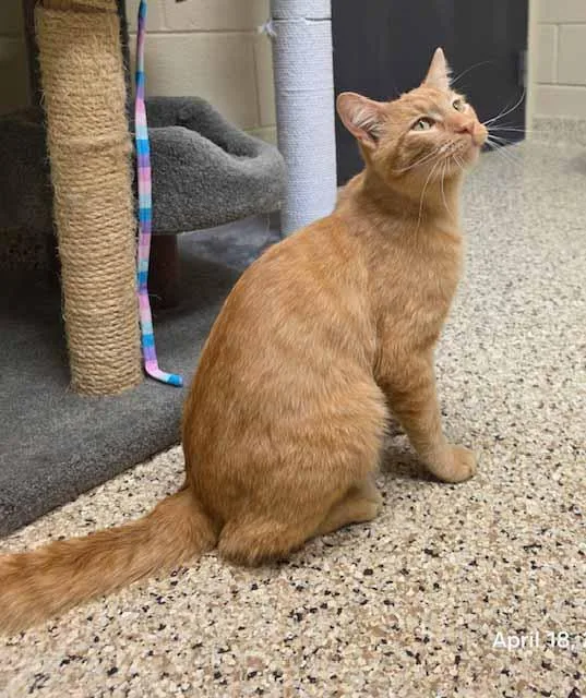 A young medium-sized male Orange / Red Domestic Short Hair cat named Tostado for adoption in Schaumburg, IL
