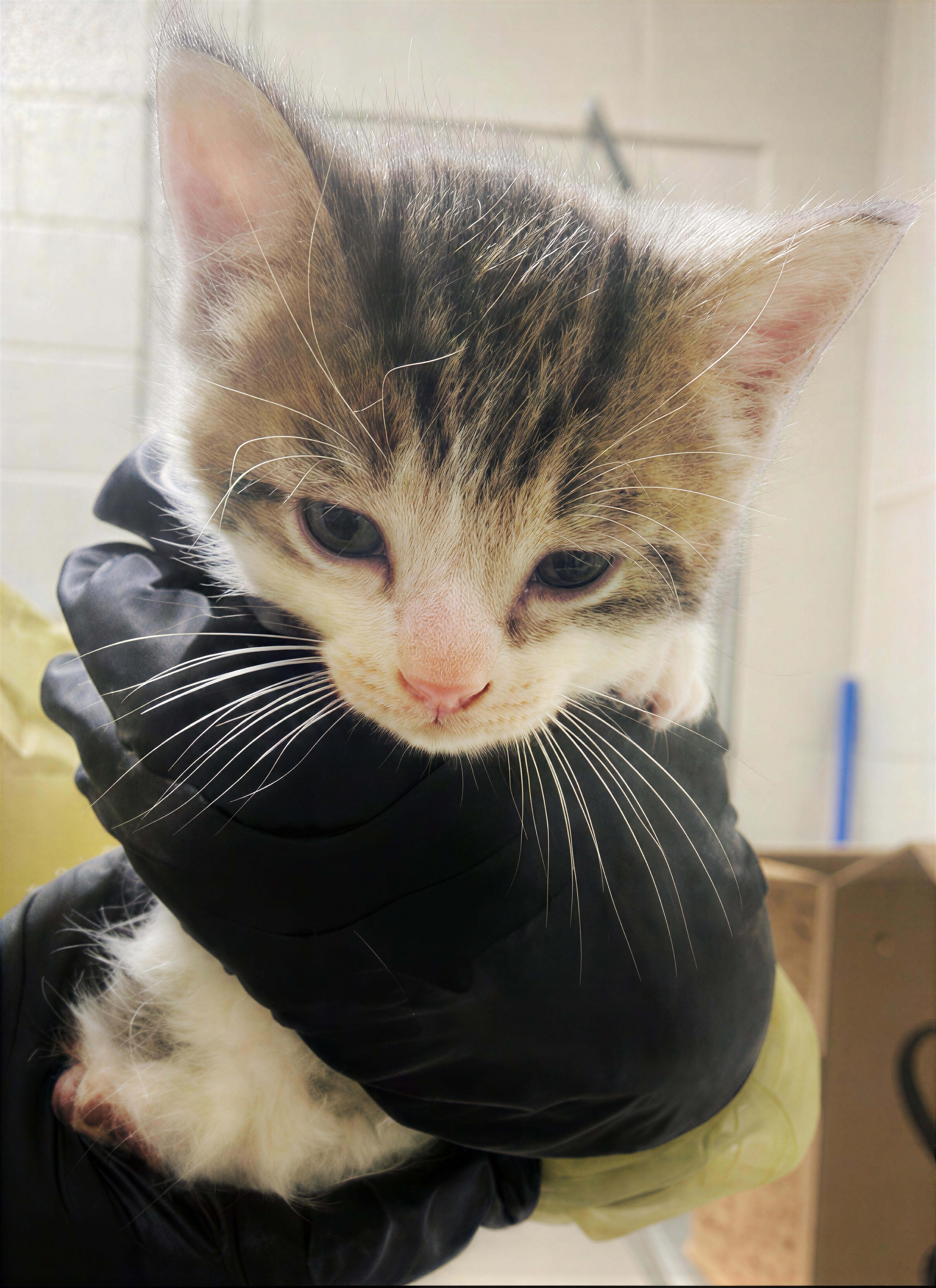 A baby medium-sized male Tabby (Brown / Chocolate) Domestic Short Hair cat named Buckaroo for adoption in Nashville, TN