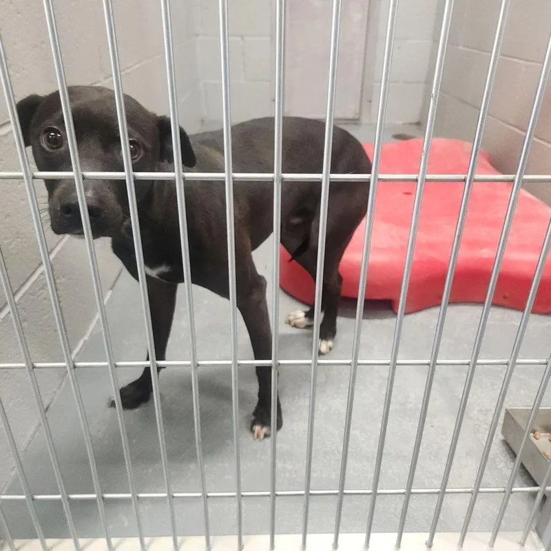 An adult medium-sized male Black Terrier dog named Ollie for adoption in Kingman, AZ