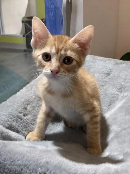 Copper