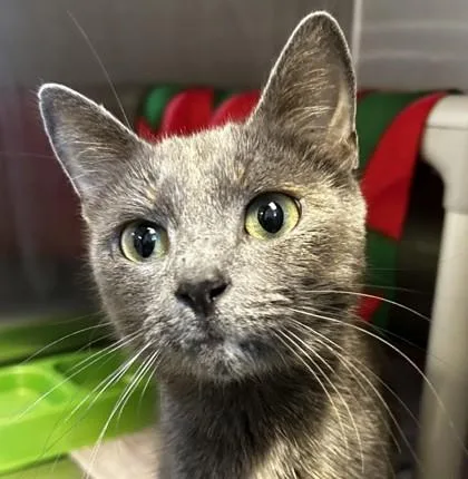 An adult medium-sized female Buff / Tan / Fawn Domestic Short Hair cat named Mica for adoption in Lansing, MI