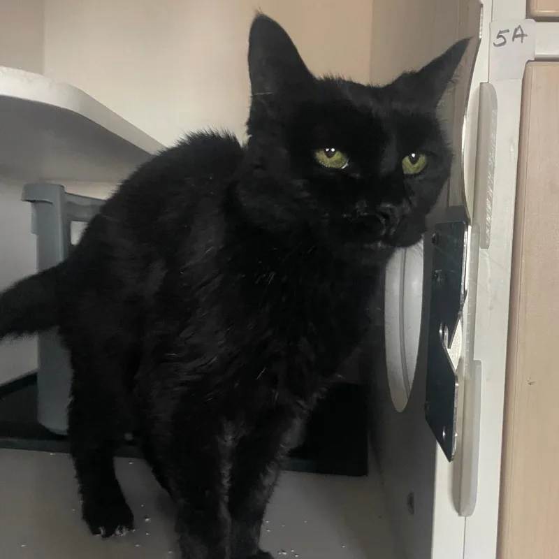 A senior small-sized female Black Domestic Short Hair cat named Sweetie Pie for adoption in Prescott, AZ