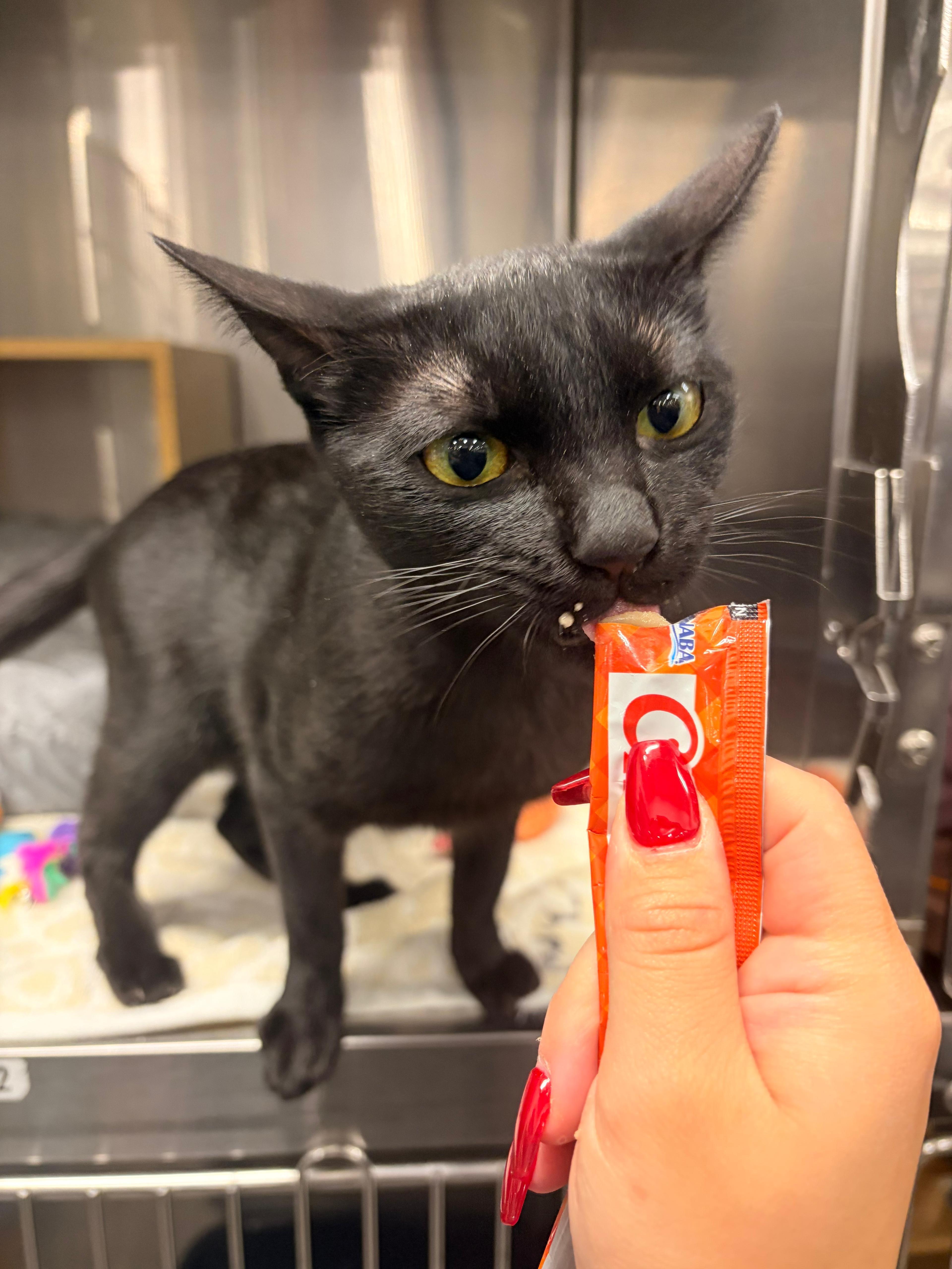 A young small-sized female Black Domestic Short Hair cat named Avalon for adoption in San Juan Capistrano, CA
